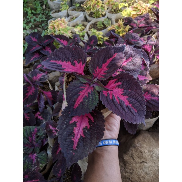 Tanaman Hias Miana lidah api (Coleus Solenostemon China Rose)