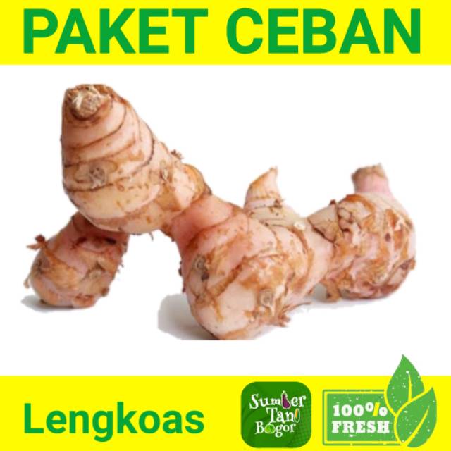 

LENGKOAS/LAOS / LAJA PER PACK PAKET CEBAN