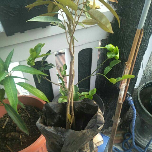 Bibit Durian Merah Kaki Tiga