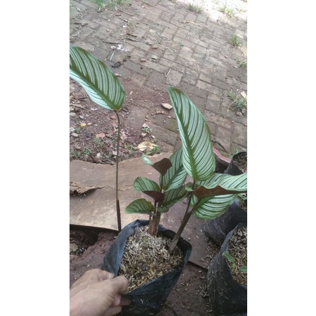 TANAMAN HIAS CALATHEA WHITE STAR MAJESTICA - TANAMAN HIAS HIDUP INDOOR CALATHEA