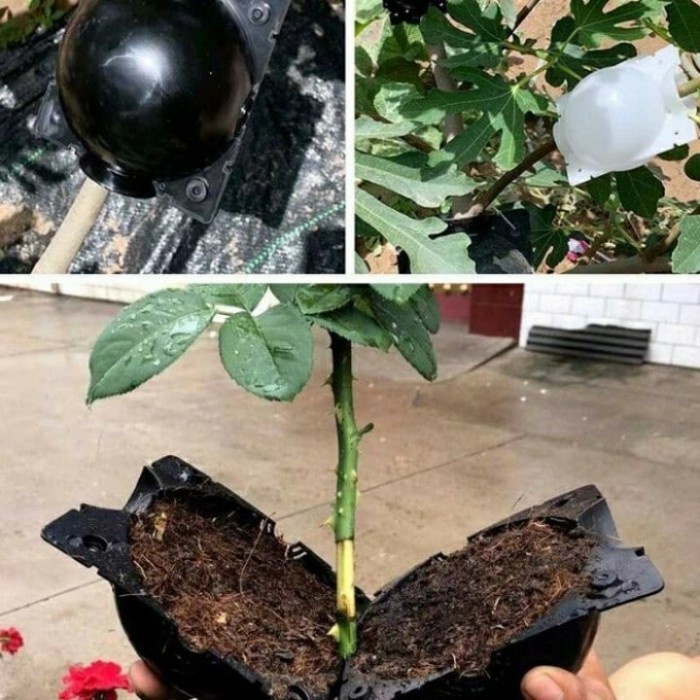 FMFIT Wadah Akar Cangkok Beli 1 dapat 3