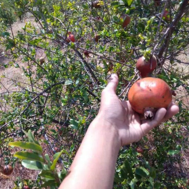 

BUAH DELIMA MERAH LOKAL SEGAR DAN MANISS...1KG