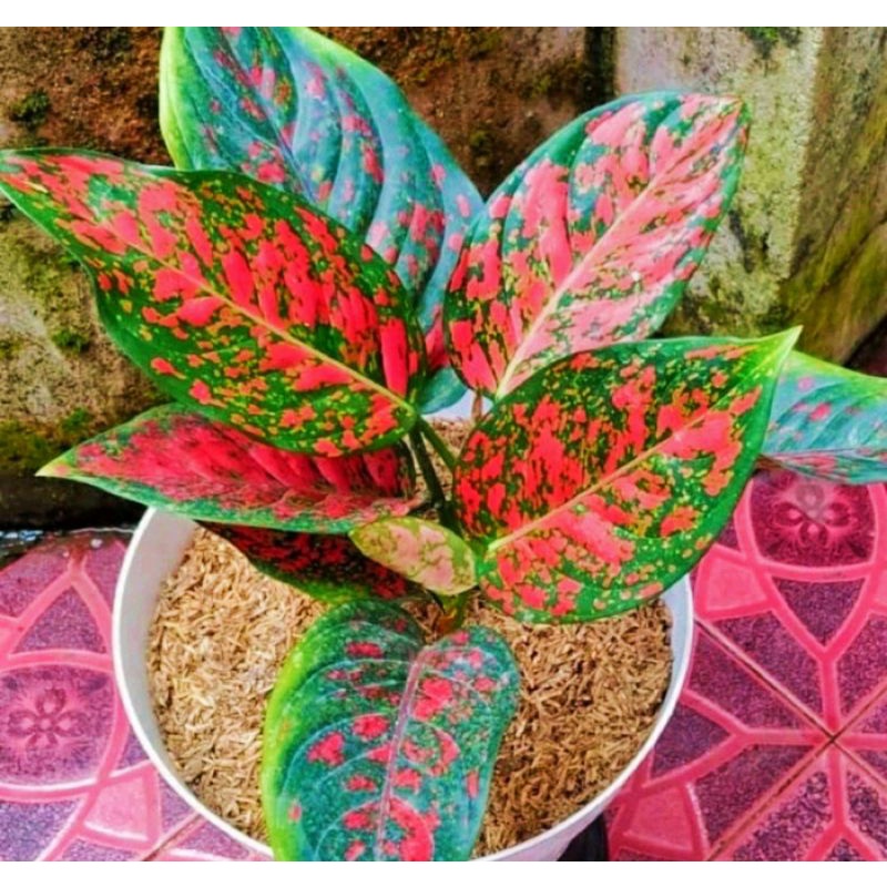 Aglonema Red Venus lokal rumpun 5 pohon