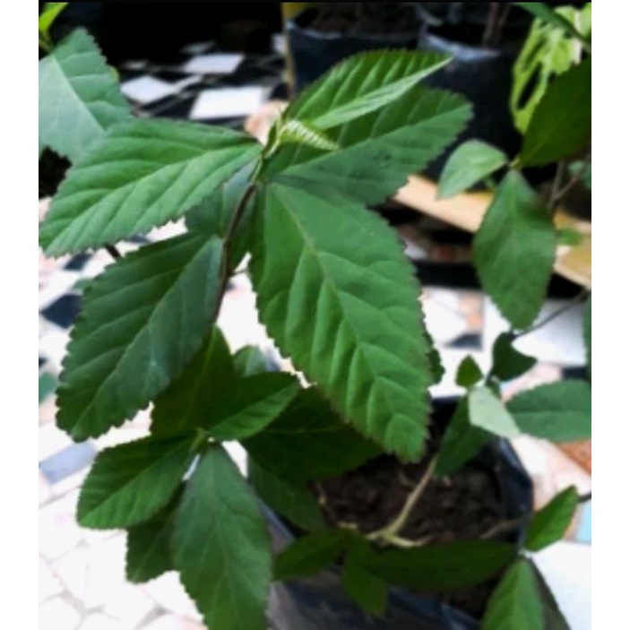 

DAUN SIDAGURI KEMASAN 500 grm