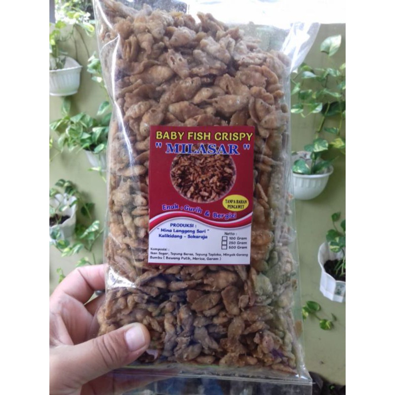 

Babyfish Milasari