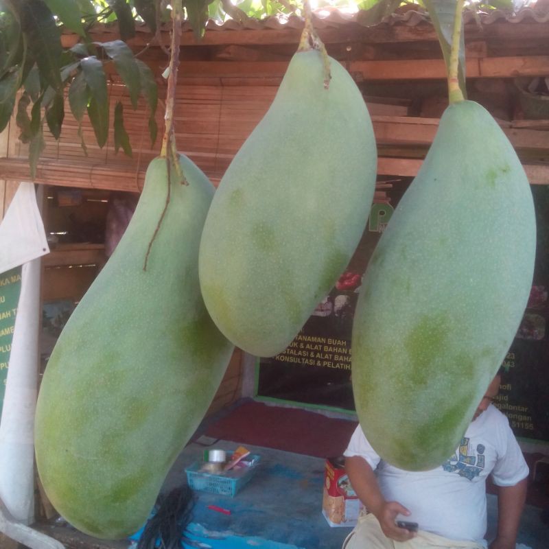 BIBIT MANGGA MAHATIR HASIL CANGKOK SUSU MANGGA UNGGULAN CEPAT BERBUAH
