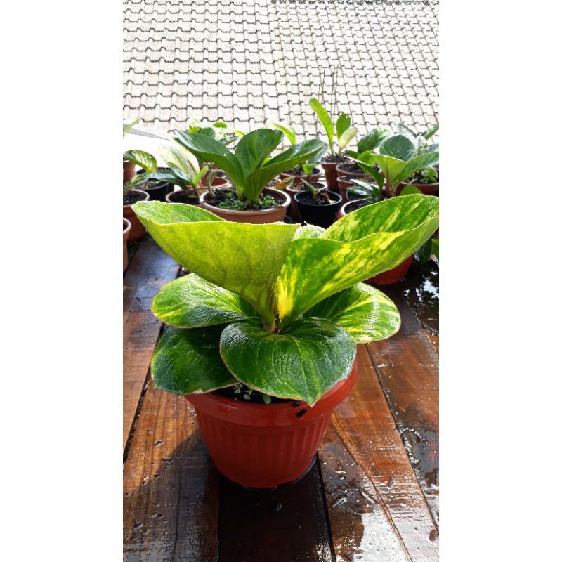 Antorium Jemani Mangkok