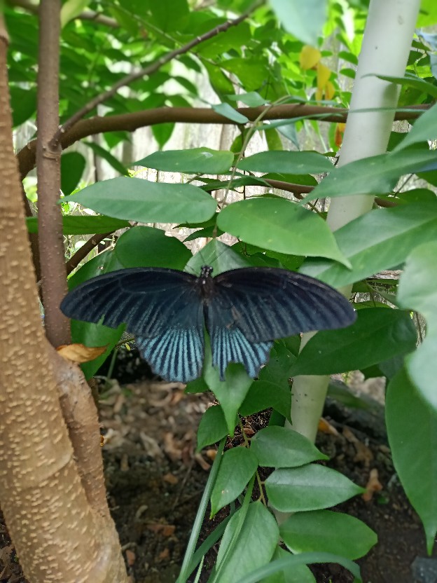 Impulse Sealer Q2 20 Cm - Alat Perekat Plastik 200 Mm Press Kemasan Makanan Mini Murah