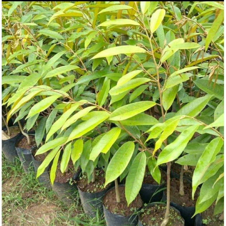 BIBIT DURIAN MUSANGKING SUPER UNGGUL