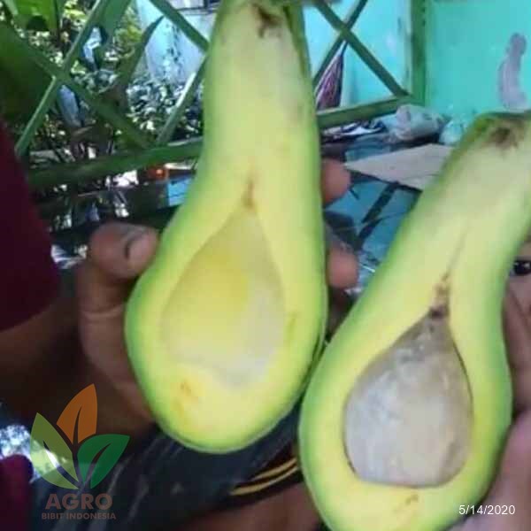 bibit apukat tanpa biji,alpukat colombus