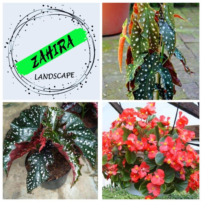 Promo Paket 3 Tanaman Hias Begonia 3 Jenis Begonia Tanaman Indoor Shopee Indonesia