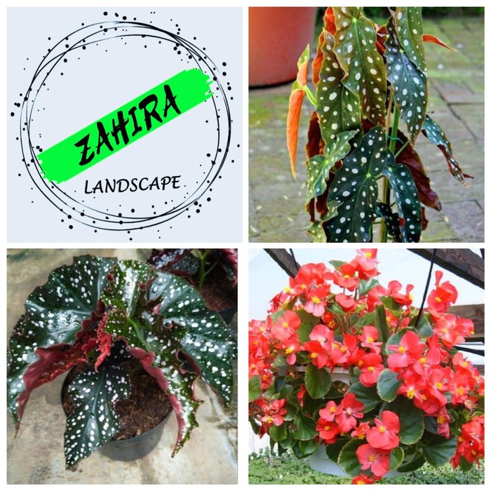 PROMO! Paket 3 Tanaman Hias Begonia - 3 Jenis Begonia - Tanaman Indoor