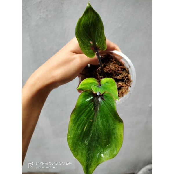 Caladium Ganesha Wilis