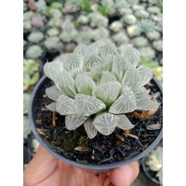 Sukulen - Haworthia cooperi putih