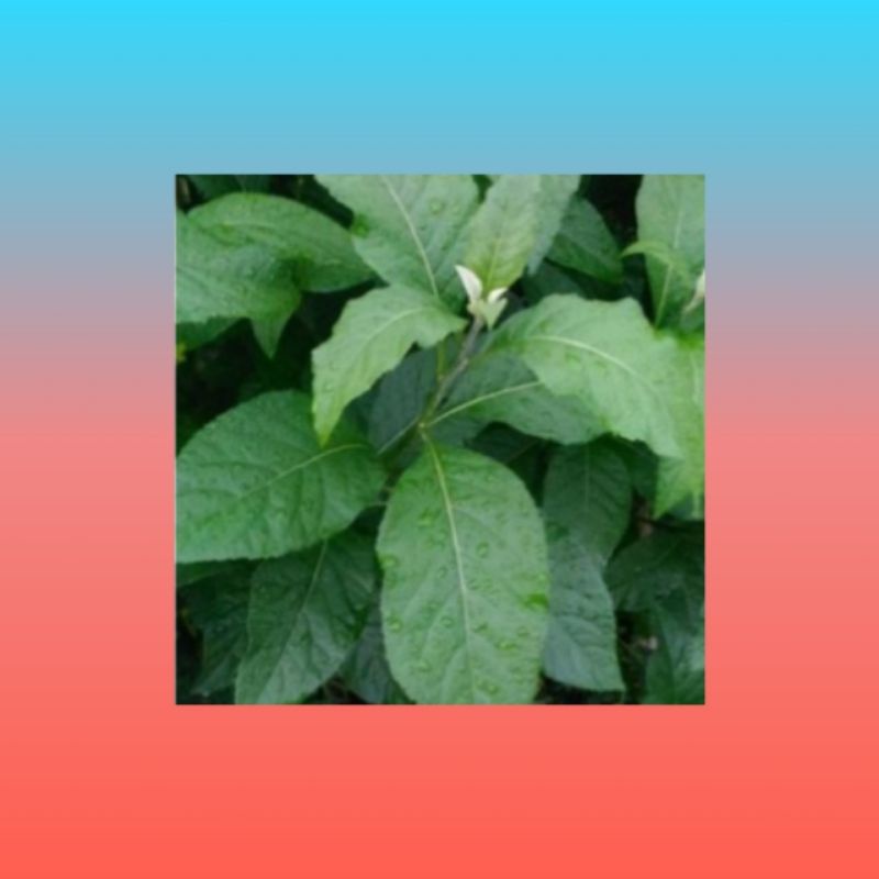 

Daun afrika segar 250gr/herbal alami