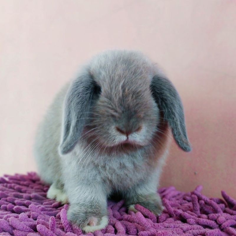 Kelinci Hias Holland Lop