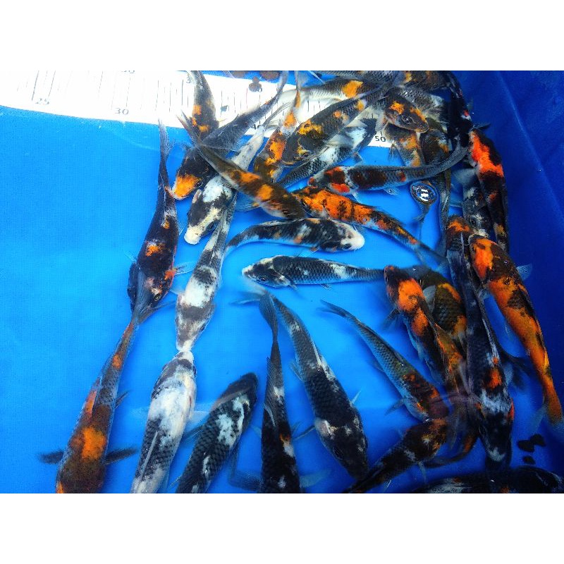 Ikan Koi Showa