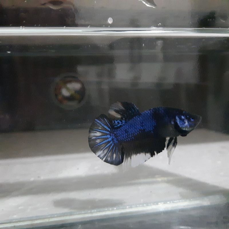 ikan cupang avatar gordon nemo male size -M 3.5 bulan murah