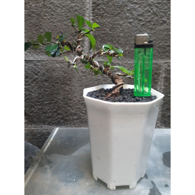 Bonsai Mame Hokiantea