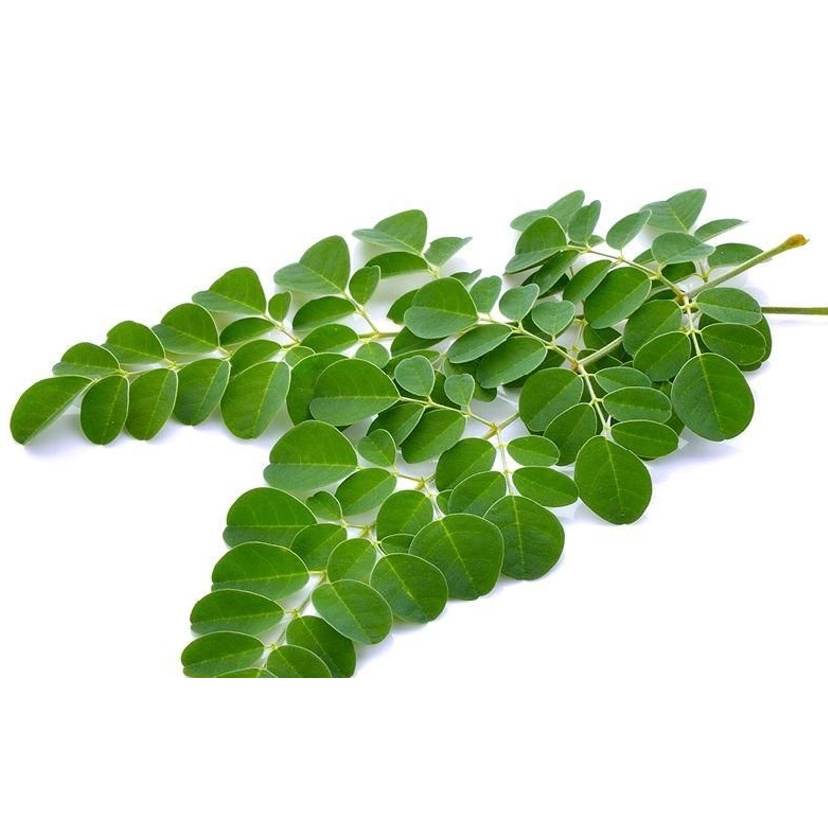 Daun Kelor | Moringa Leave