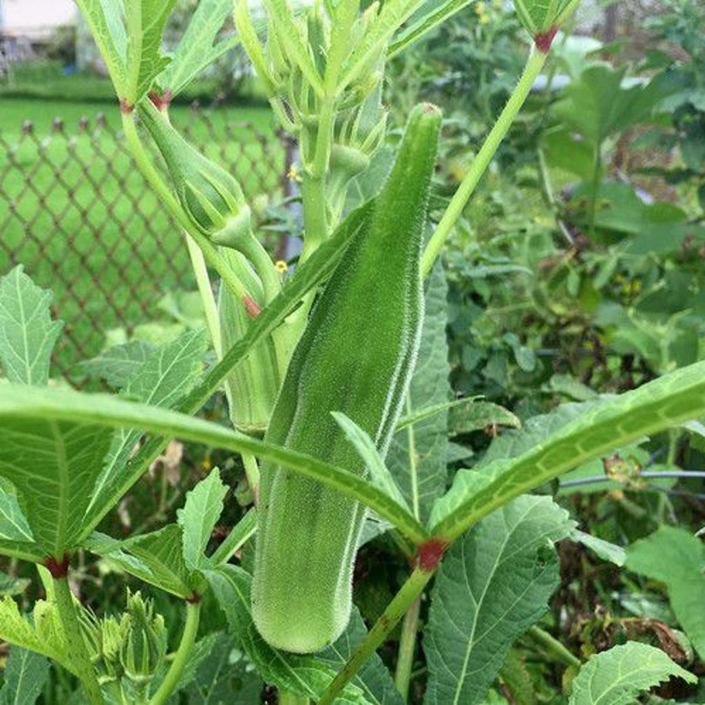 5 Benih Okra Hijau Greenie F1 Hibrida Bibit Sayuran Known You Seed Tanaman Sayur Unggul Berkualitas