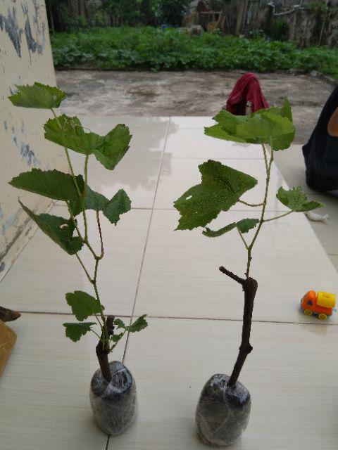 Tanaman Anggur Merah