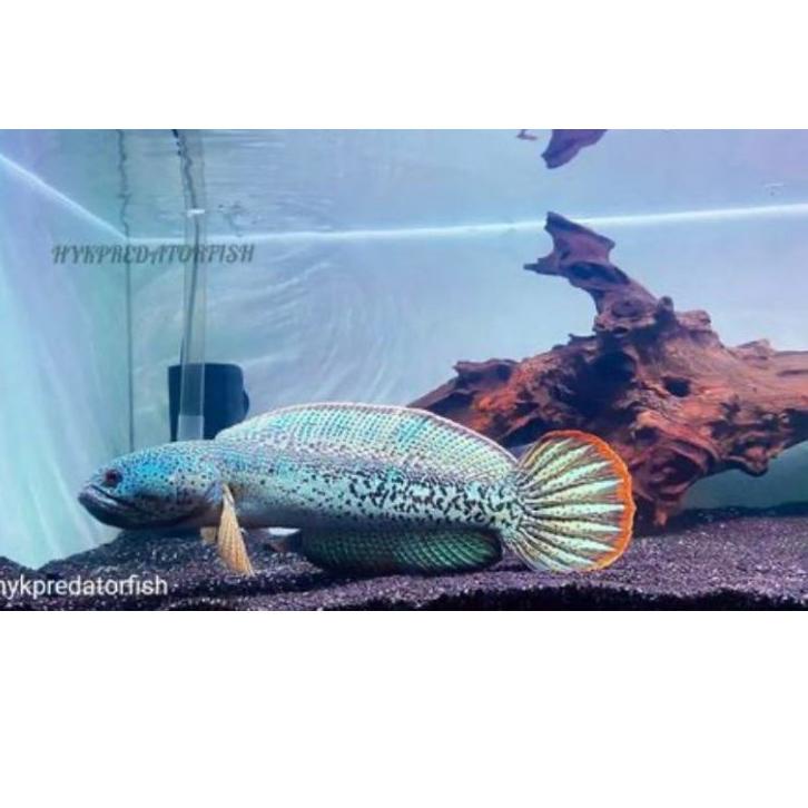 Cuci Gudang|LR11|Chana Barca baby full dots 3-4cm