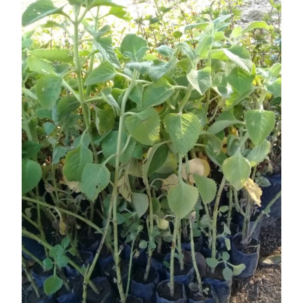 Bibit Jintan Hitam Tanaman Herbal