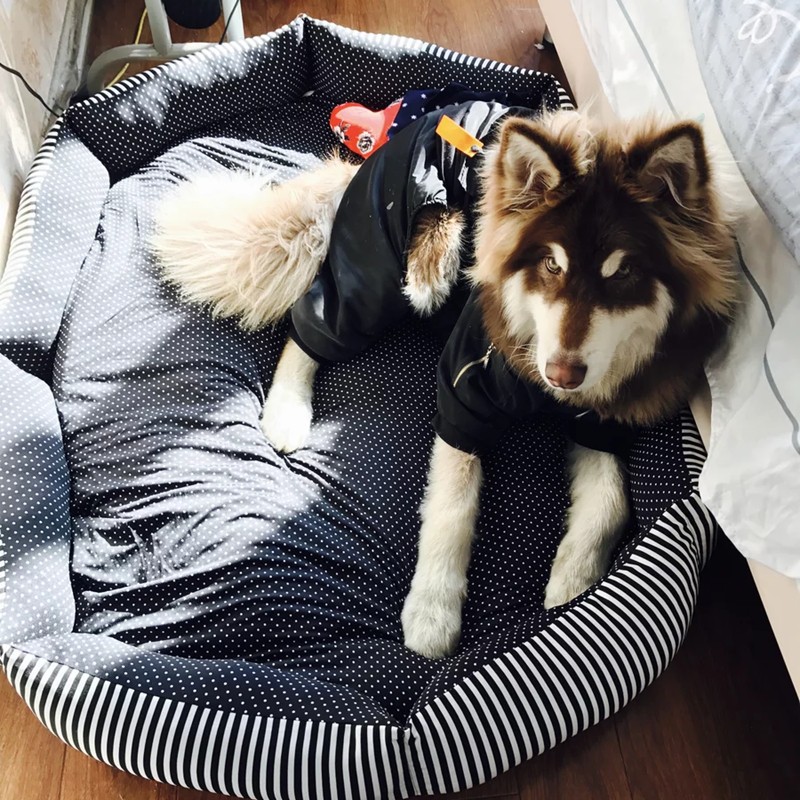 all breeds dog kennel