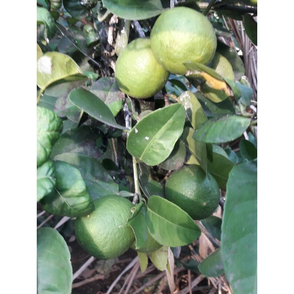 

Jeruk bayi/lemon fresh/limo