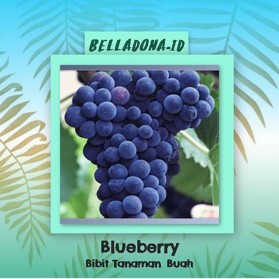 Bibit Tanaman Buah Blueberry