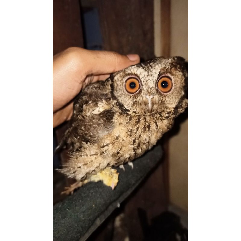 Celepuk burung hantu mini owl