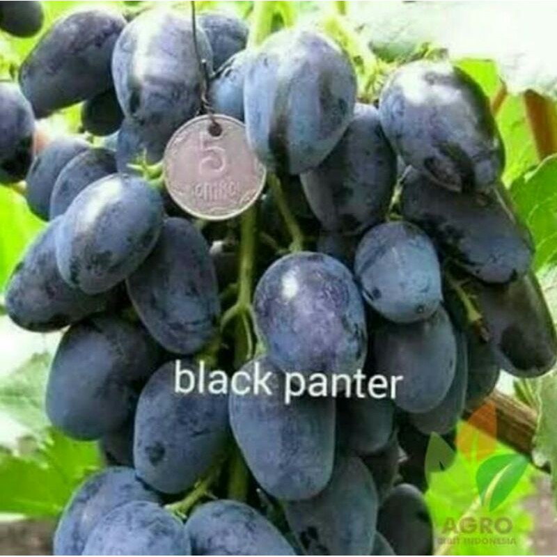 Bibit Anggur  Impor Hitam Jumbo Panjang Rasa Buah Manis Tanpa Biji Cepat Berbuah