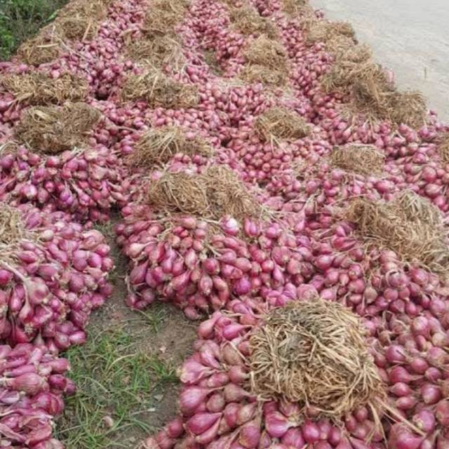 

Bawang merah sedang