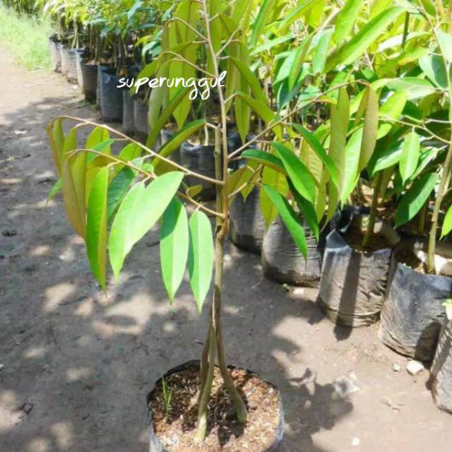 bibit durian musangking kaki 3