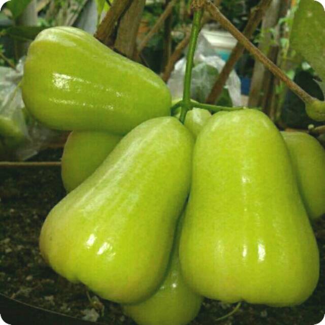 Bibit jambu air madu deli