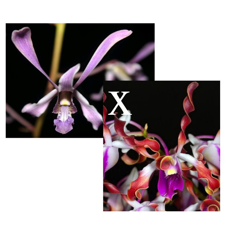 Anggrek dendrobium keriting lineale blue x lasianthera dewasa siap bunga