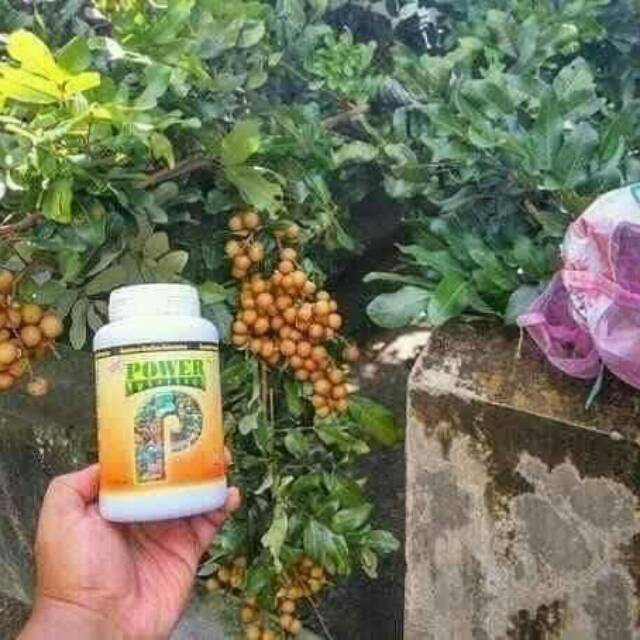 Pupuk perangsang buah