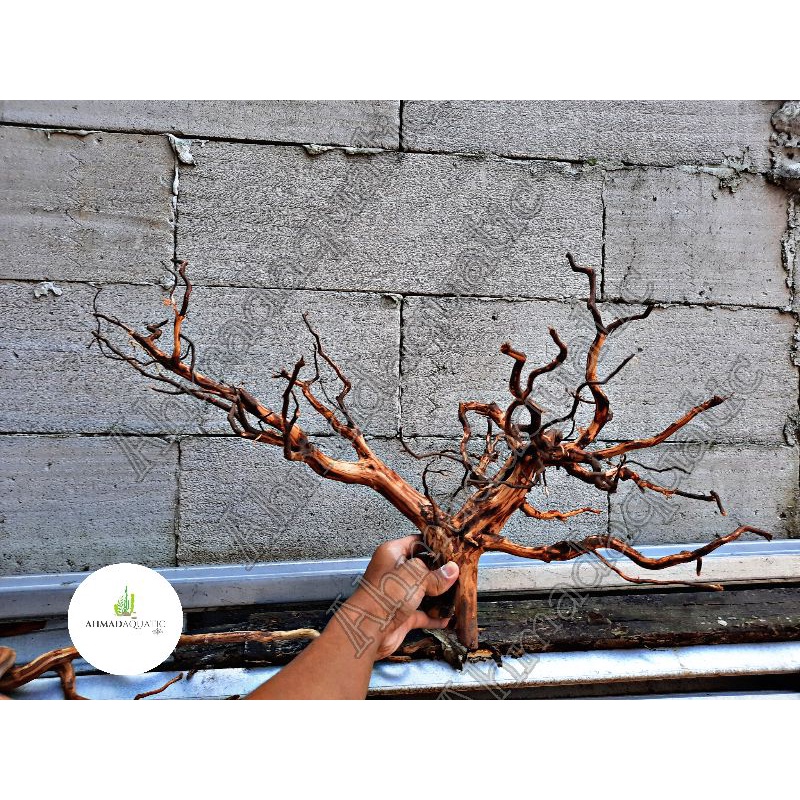 Akar Rasamala Aquascape size XL