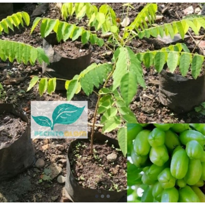 Bibit pohon belimbing wuluh sayur/Tanaman belimbing wuluh