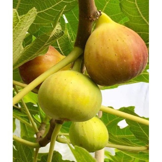 Bibit buah tin jenis buah besar manis Moyuna