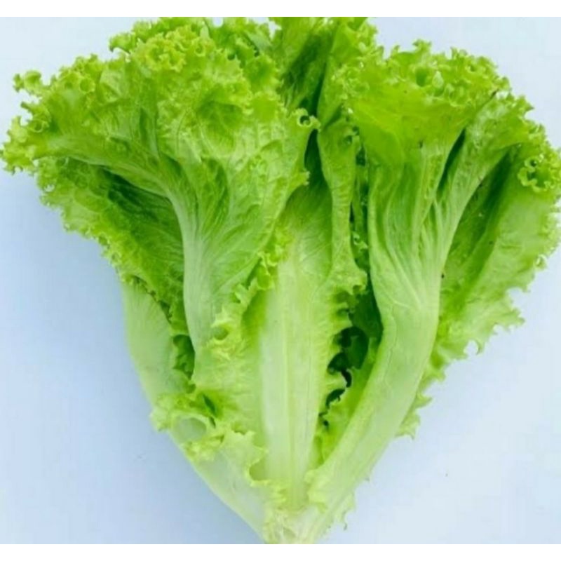 

DAUN SLADA 250gram-500gram-100pgram