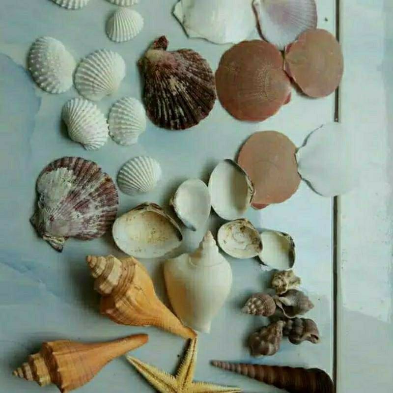 Aksesoris Kerang laut campur/kerajinan/hiasan/aquarium#aksesoris#hiasan#kerang
