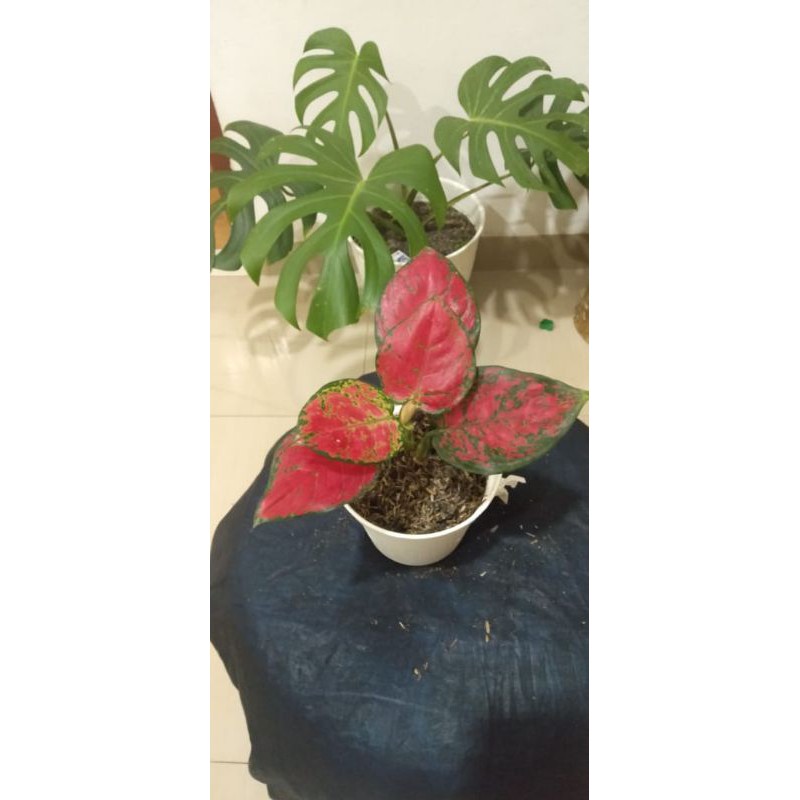 Aglaonema red anjamani