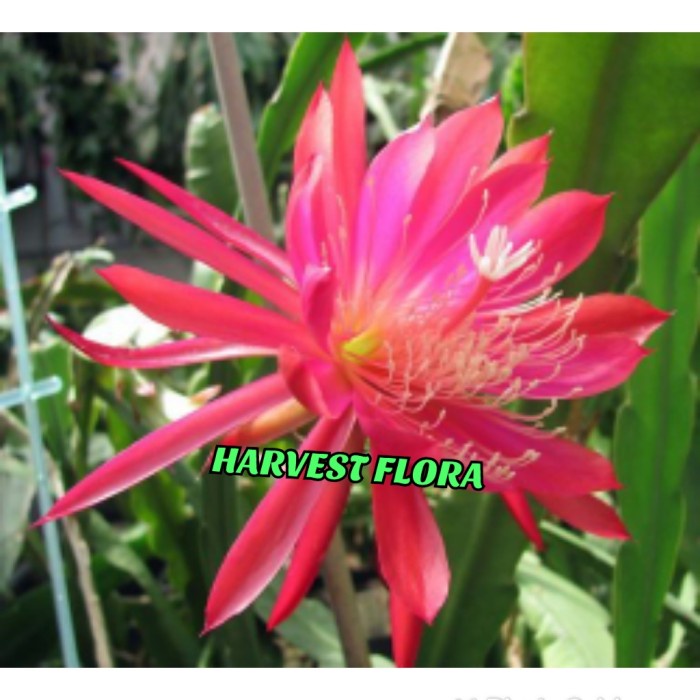 BARU Tanaman Hias Bunga Wijaya Kusuma Merah TERLARIS