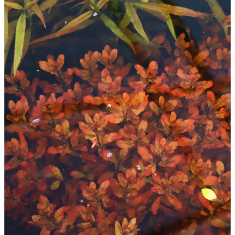 Ludwigia Inclinata Brown Aquascape