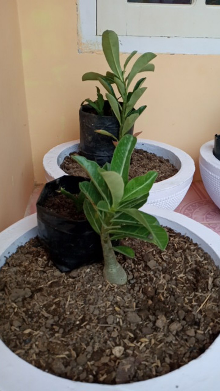 ((newww!!)) Paket 7 Bibit Bunga Tumpuk Adenium - Bibit Kamboja Jepang