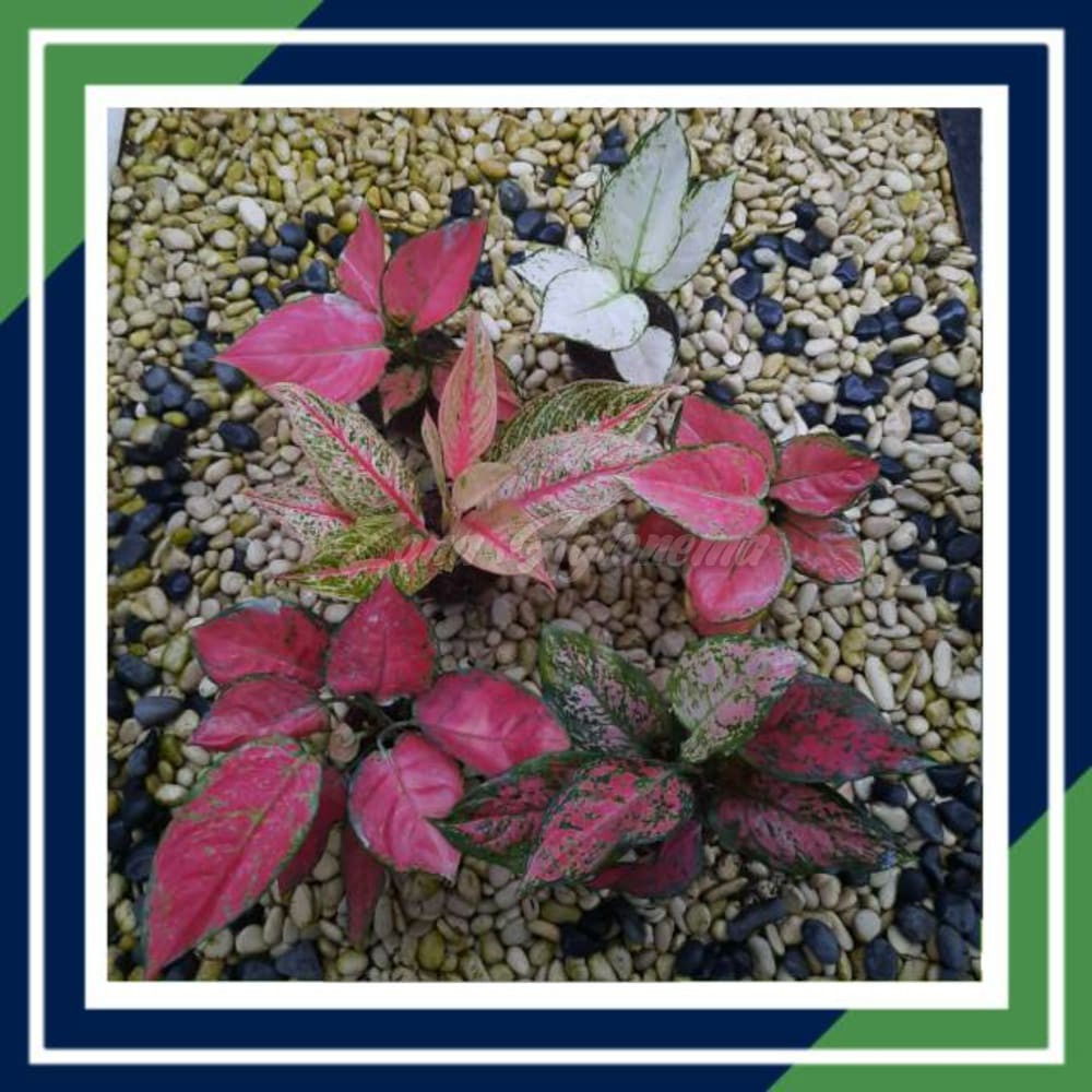 COD PINK ANJAMANY SUPER WHITE LEGACY KATRINA RED ANJAMANY DUD ANJAMANY AGLAONEMA PAKET)