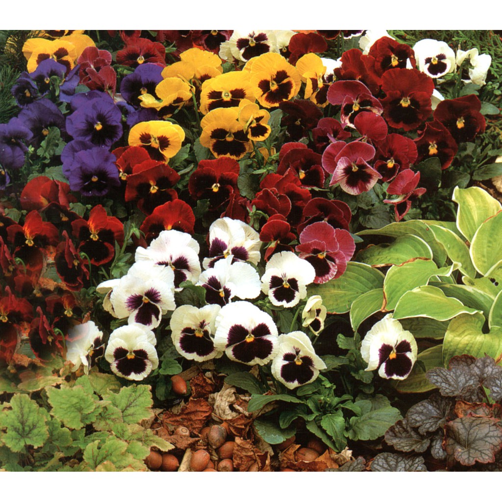 Benih Bibit Biji - Bunga Pansy Swiss Giant Mixed Colors (Viola x wittrockiana) Flower Seeds - IMPORT