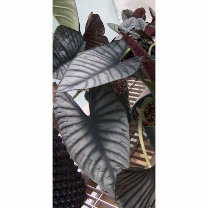 ALOCASIA/ALOKASIA NEBULA "BONGGOL"